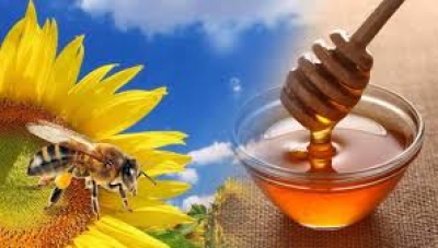 Бджоли голосують за мед, а пасічники?..