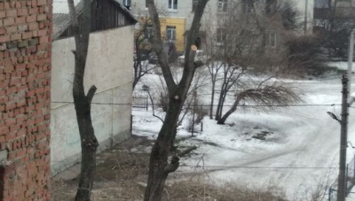 У кожного обрізка своя? Як вберегти дерева?
