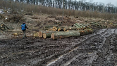 Національний парк створювати не хочуть, а ліс активно вирубують…