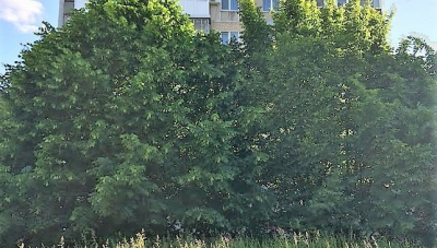 Ми, володарі природи?..