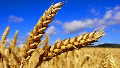 Як вийшло, що у нас найдешевша пшениця у світі?