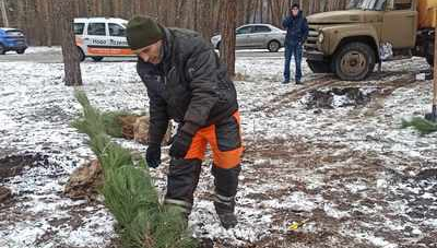 125 сосон навряд чи виживуть