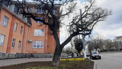 Спиляють більше сорока здорових акацій у місті, що лідирує за кількістю раку легень