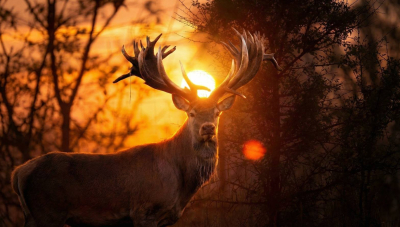 Хто і навіщо вбив Руні?