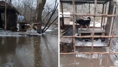 Кропивничан тварини пропустять на міст…