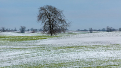 Кіровоградщина втратить 30-40% озимих